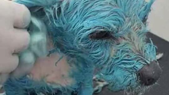 Imagen de Mu&ntilde;eca en el veterinario