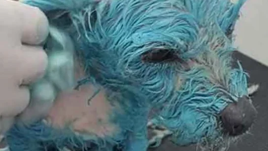 Imagen de Muñeca en el veterinario Imagen de Muñeca en el veterinario