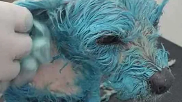 Imagen de Muñeca en el veterinario Imagen de Muñeca en el veterinario