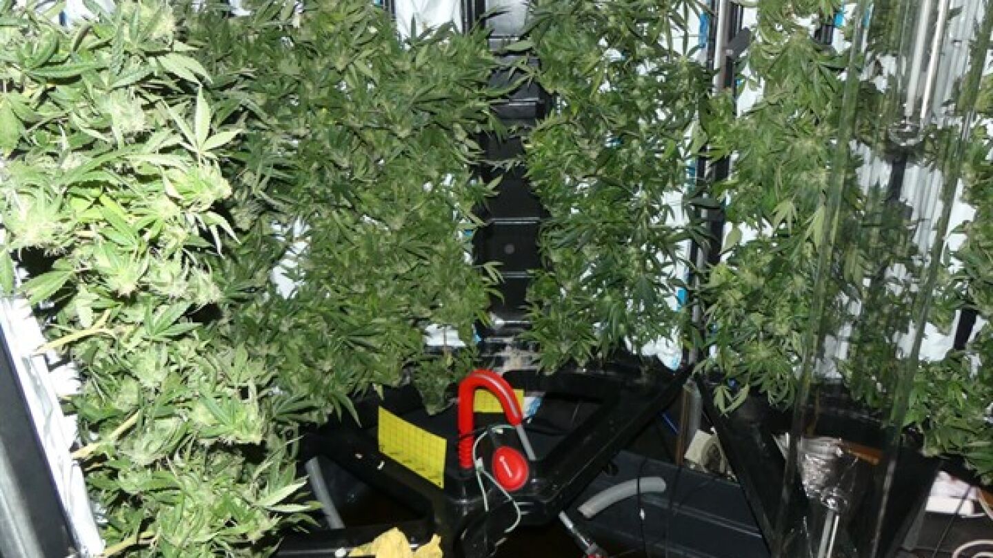 Plantaci&oacute;n de marihuana