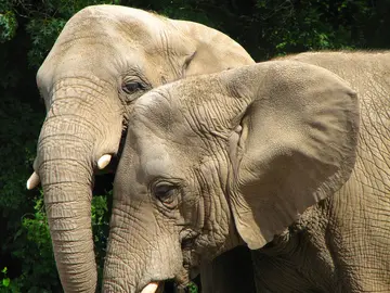 Elefante Elefante