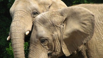 Elefante