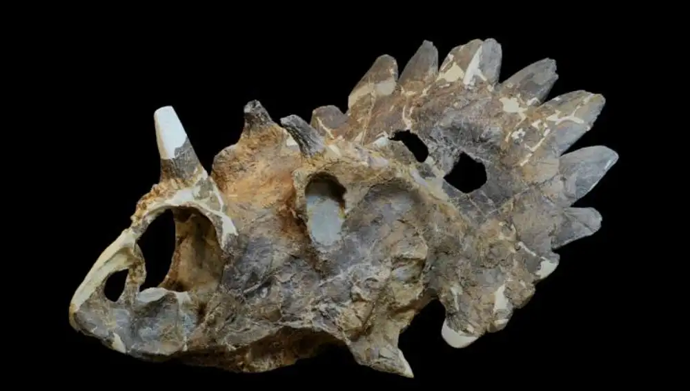 Imagen del cráneo del dinosaurio ‘Regaliceratops peterhewsi’, descubierto en Alberta (Canadá)