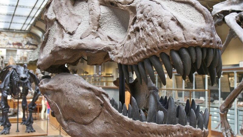 Por qué los paleontólogos podrían estar equivocados con el sexo de los dinosaurios (o las 'dinosaurias')