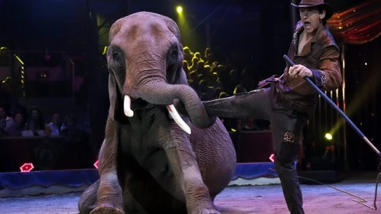 Imagen de un circo con animales Imagen de un circo con animales