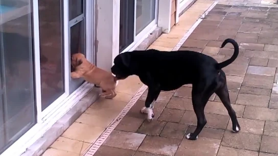 La entrañable técnica de este perro para enseñar a un cachorro a entrar en casa La entrañable técnica de este perro para enseñar a un cachorro a entrar en casa
