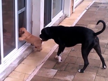 La entrañable técnica de este perro para enseñar a un cachorro a entrar en casa La entrañable técnica de este perro para enseñar a un cachorro a entrar en casa