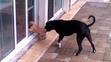 La entrañable técnica de este perro para enseñar a un cachorro a entrar en casa
