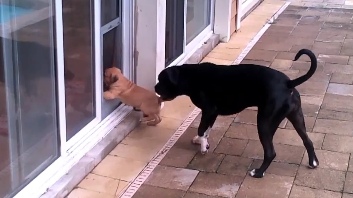 La entrañable técnica de este perro para enseñar a un cachorro a entrar en casa