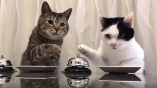 La ingeniosa forma con la que dos gatos piden comida La ingeniosa forma con la que dos gatos piden comida