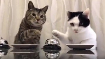 La ingeniosa forma con la que dos gatos piden comida