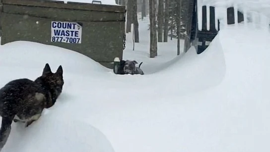 Así rescata un pastor alemán a un pitbull que quedó atrapado en la nieve Así rescata un pastor alemán a un pitbull que quedó atrapado en la nieve