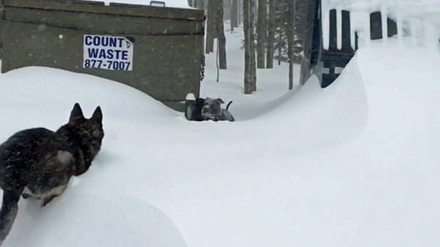 Así rescata un pastor alemán a un pitbull que quedó atrapado en la nieve Así rescata un pastor alemán a un pitbull que quedó atrapado en la nieve