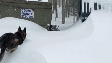 Así rescata un pastor alemán a un pitbull que quedó atrapado en la nieve