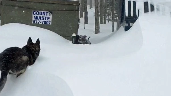 Así rescata un pastor alemán a un pitbull que quedó atrapado en la nieve