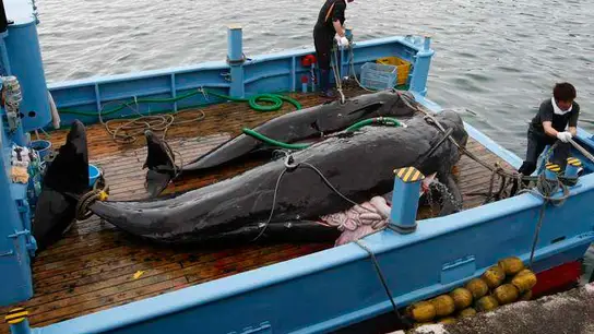 Un barco ballenero japonés en plena caza Un barco ballenero japonés en plena caza