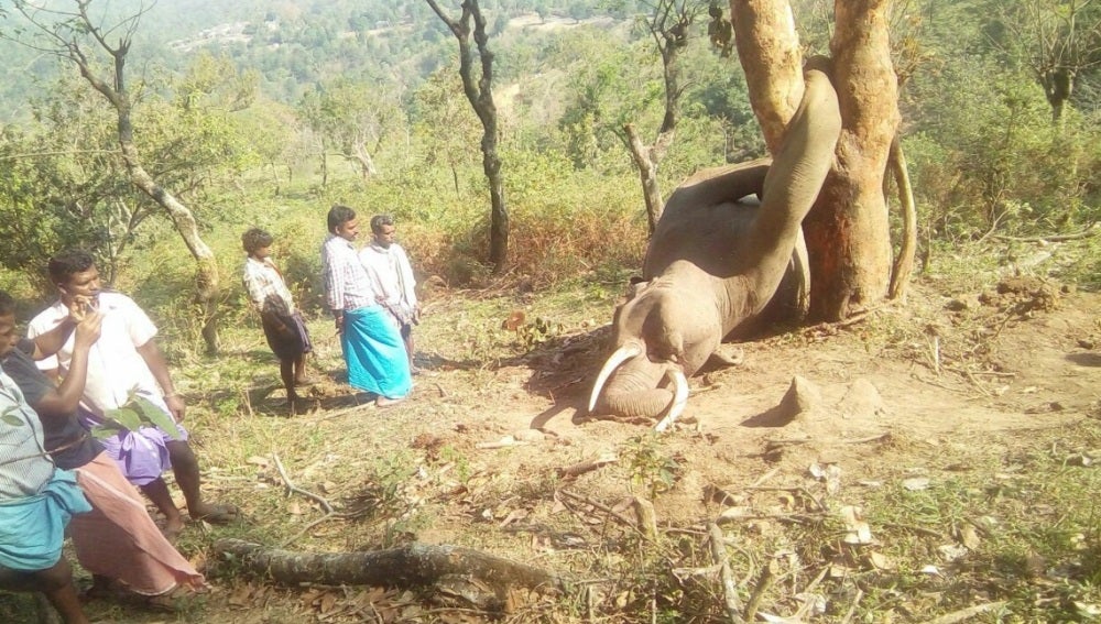 La deforestación humana provoca la muerte de este elefante cuando intentaba buscar comida