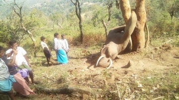 La deforestación humana provoca la muerte de este elefante cuando intentaba buscar comida
