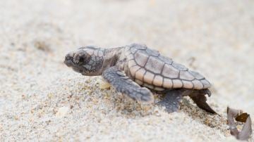 Nuevo metodo para conocer el sexo de las tortugas marinas