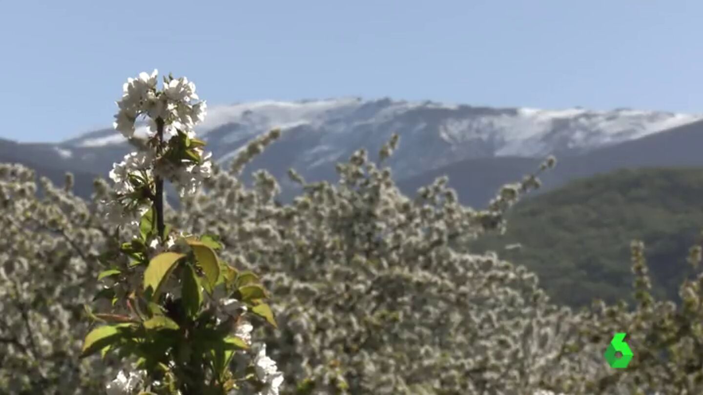 Frame 0.696976 de: La primavera adorna los campos en Espa&ntilde;a y los japoneses no se lo quieren perder: "Quieren adoptar el campo de girasoles"
