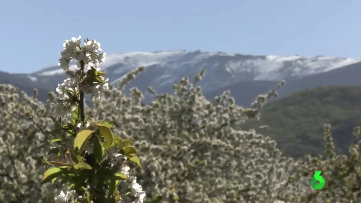 Frame 0.696976 de: La primavera adorna los campos en España y los japoneses no se lo quieren perder: "Quieren adoptar el campo de girasoles"