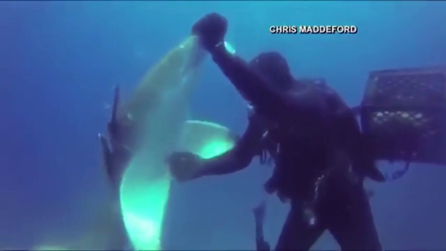 Frame 4.603697 de: Sorprendentes im&aacute;genes de un tibur&oacute;n herido pidiendo ayuda a un buceador