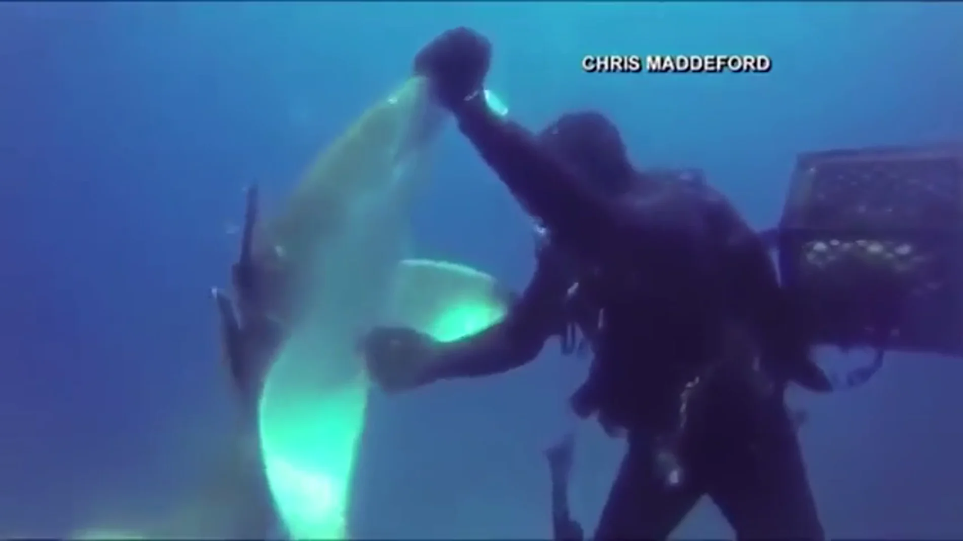 Frame 4.603697 de: Sorprendentes imágenes de un tiburón herido pidiendo ayuda a un buceador