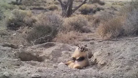 Imágenes del tejón enterrando el cadáver de una vaca Imágenes del tejón enterrando el cadáver de una vaca