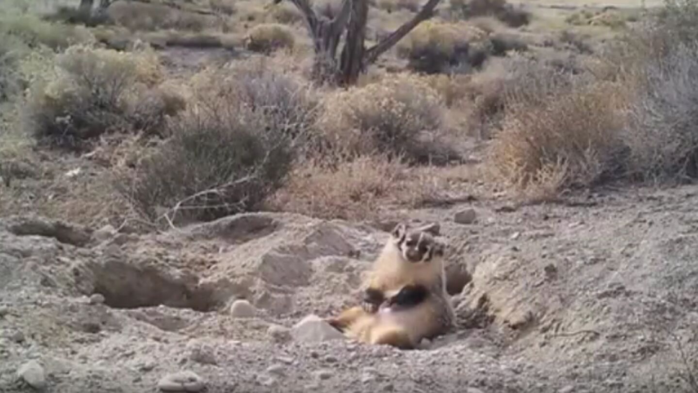Im&aacute;genes del tej&oacute;n enterrando el cad&aacute;ver de una vaca
