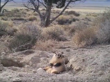 Imágenes del tejón enterrando el cadáver de una vaca Imágenes del tejón enterrando el cadáver de una vaca