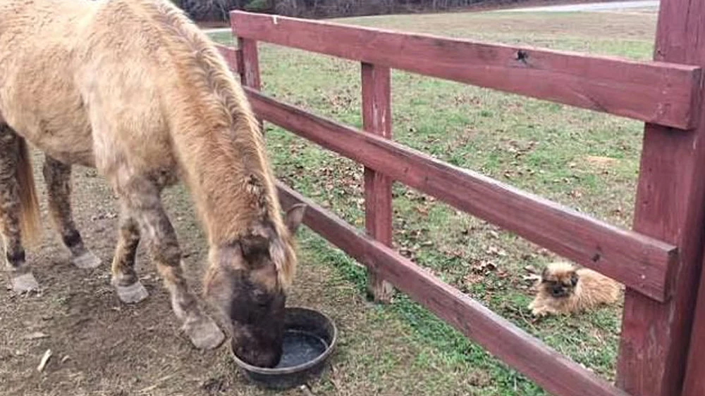 Take Mac, el caballo que bebe cerveza para tratar su enfermedad