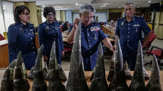 El director de aduanas del aeropuerto internacional de Kuala Lumpung, Hamzah Sundang (2d), muestra parte del alijo de cuernos de rinoceronte. El director de aduanas del aeropuerto internacional de Kuala Lumpung, Hamzah Sundang (2d), muestra parte del alijo de cuernos de rinoceronte.