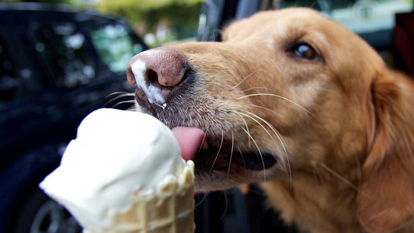 Helado para perros