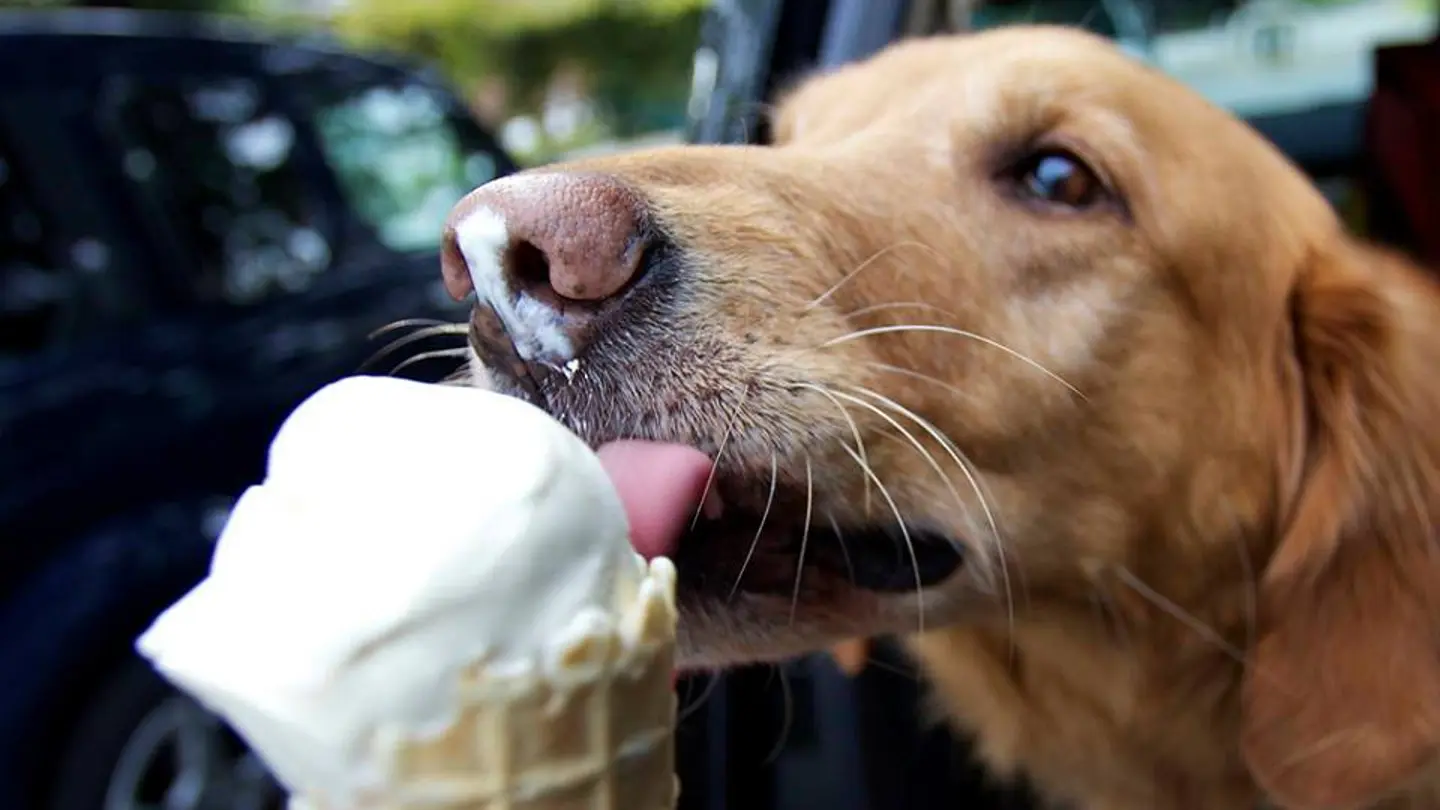 Helado para perros Helado para perros