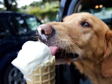 Helado para perros Helado para perros