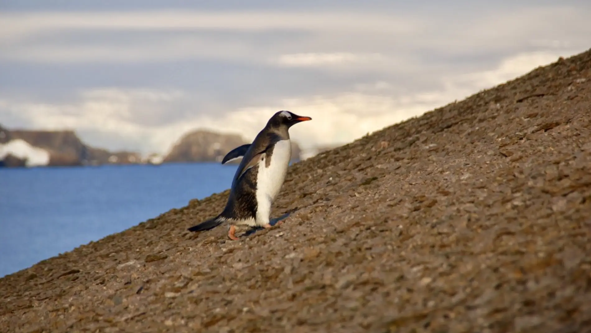 Las erupciones volcanicas marcaron el destino de los pingueinos antarticos