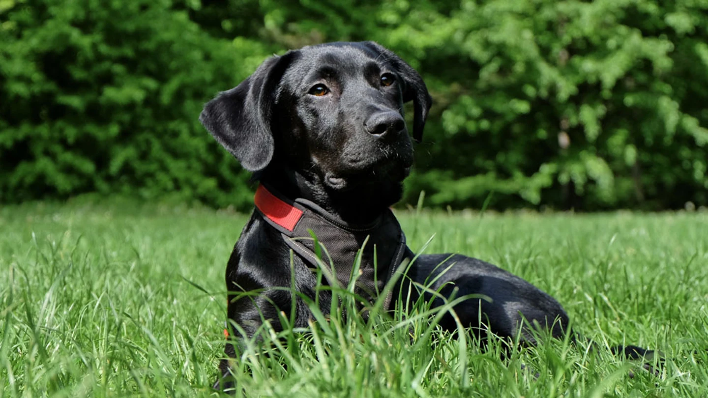 Imagen de archivo de un labrador negro Imagen de archivo de un labrador negro