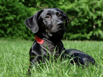 Imagen de archivo de un labrador negro Imagen de archivo de un labrador negro
