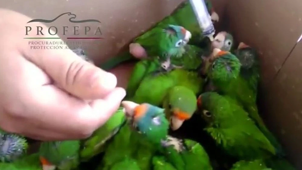 Crías de loro en peligro de extinción