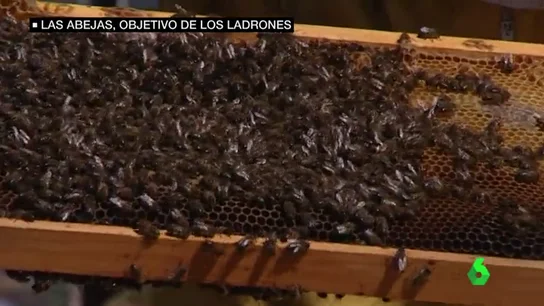 Frame 20.354989 de: abejas Frame 20.354989 de: abejas