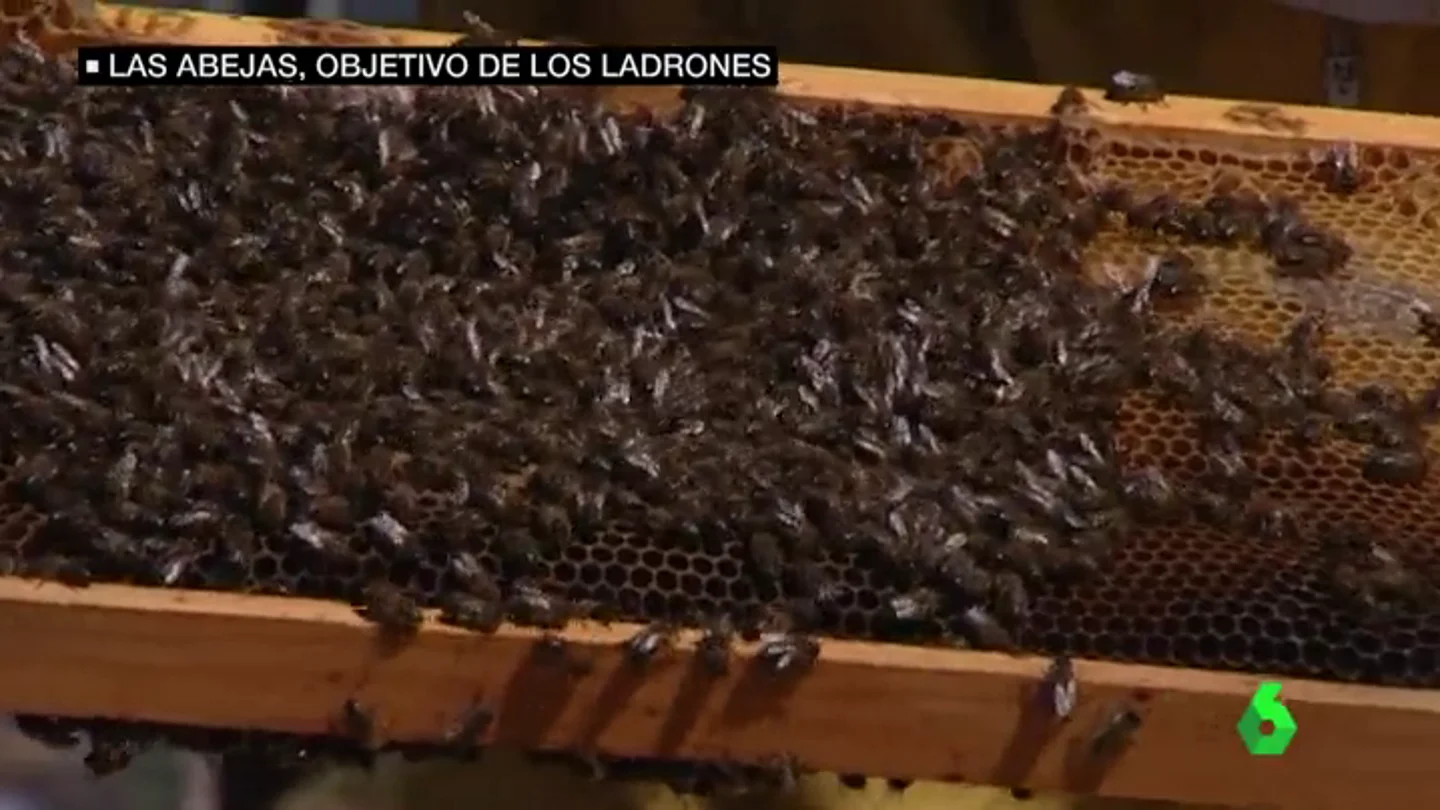 Frame 20.354989 de: abejas Frame 20.354989 de: abejas