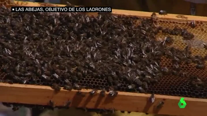 Frame 20.354989 de: abejas