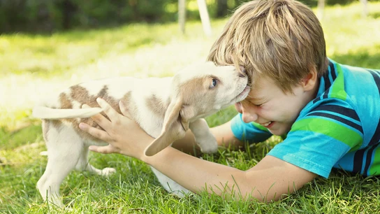 Un niño junto a un pequeño cachorro Un niño junto a un pequeño cachorro