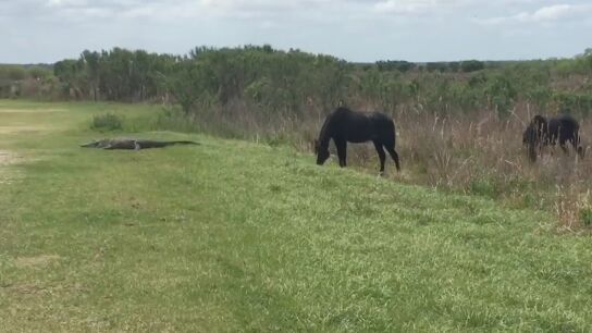 El caballo y el cocodrilo antes del enfrentamiento 