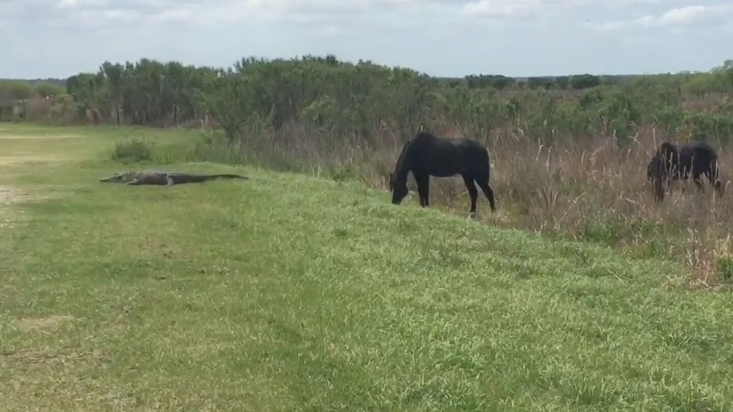 El caballo y el cocodrilo antes del enfrentamiento 