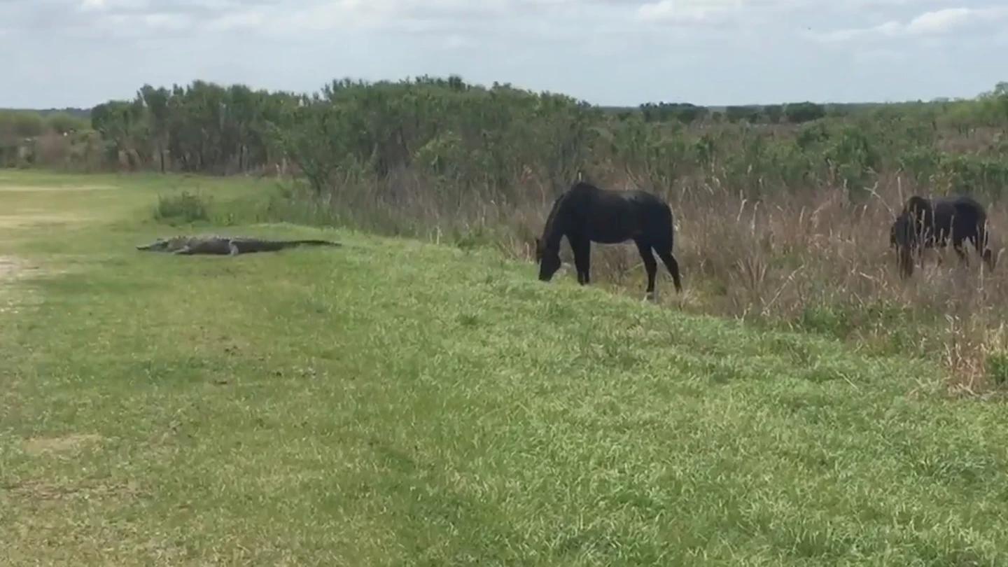 El caballo y el cocodrilo antes del enfrentamiento El caballo y el cocodrilo antes del enfrentamiento