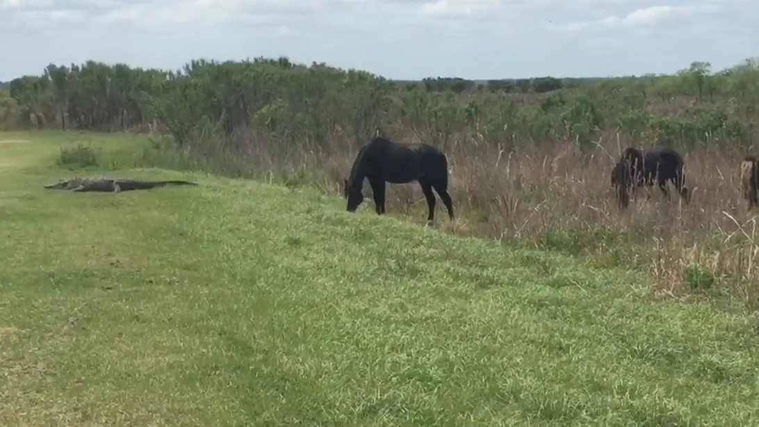 El caballo y el cocodrilo antes del enfrentamiento El caballo y el cocodrilo antes del enfrentamiento