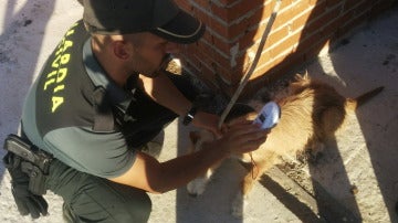 La Guardia Civil junto a un perro