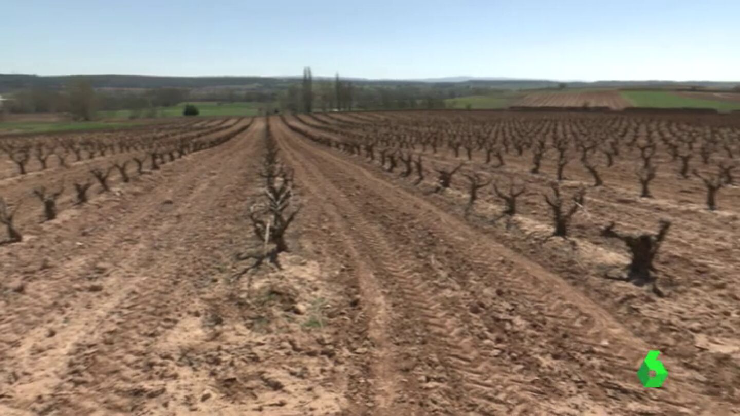 Imagen de vi&ntilde;edos