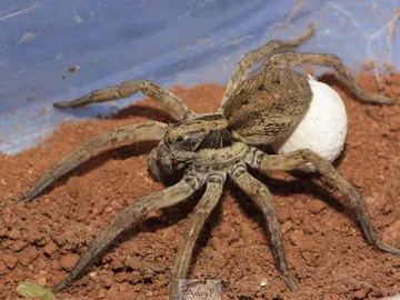 Araña lobo Araña lobo